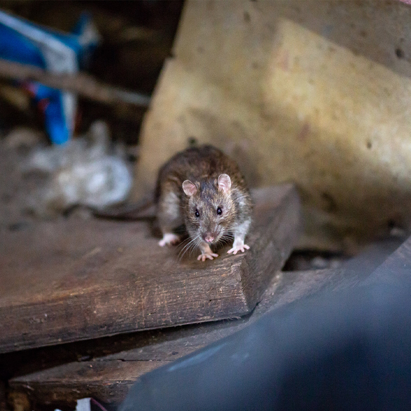 Eradication de tous rongeurs à Maisons-Alfort (94700) dans le Val de Marne et en Ile de France