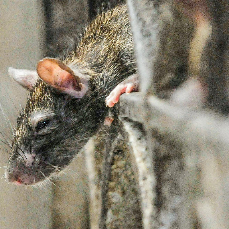 Eradication de tous rongeurs à Saint-Maur-des-Fossés (94100) dans le Val de Marne et en Ile de France