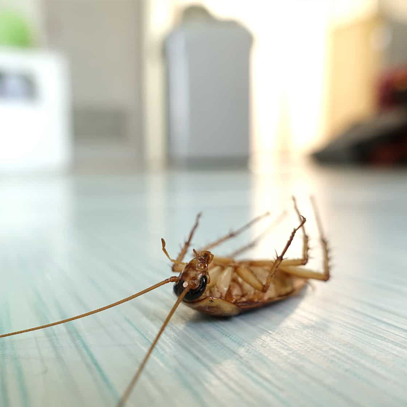 Eradication de tous insectes nuisibles à L'Haÿ-les-Roses (94240) dans le Val de Marne (94) et en Ile de France