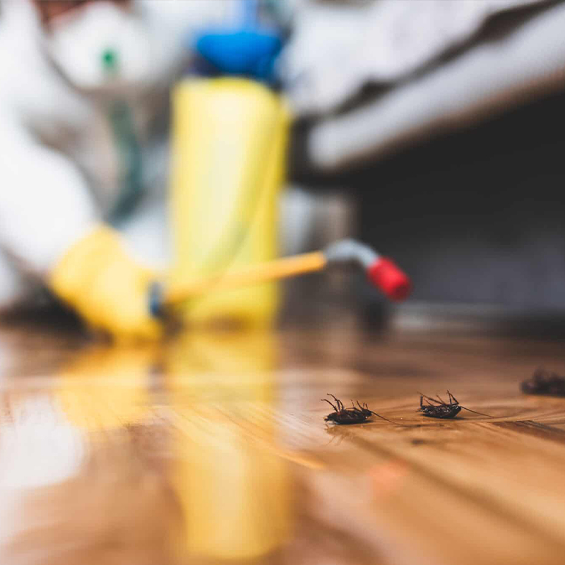 Eradication de tous insectes nuisibles à Le Plessis-Trévise (94420) dans le Val de Marne (94) et en Ile de France