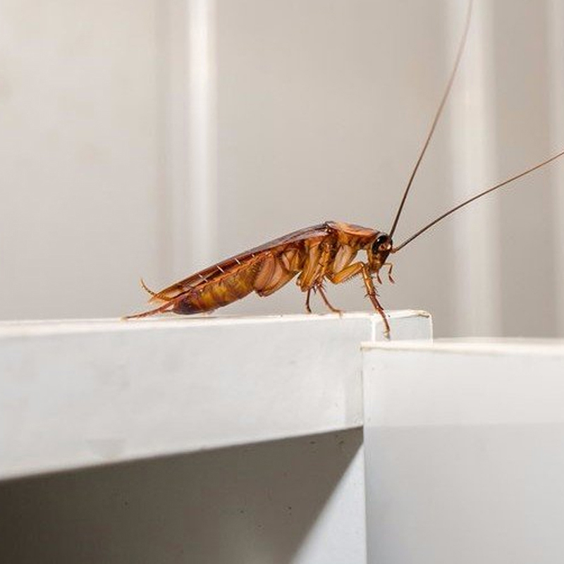 Eradication de tous insectes nuisibles à Saint-Maur-des-Fossés (94100) dans le Val de Marne (94) et en Ile de France