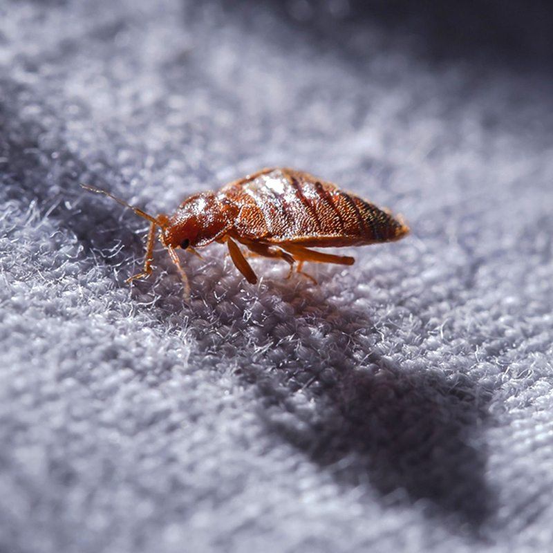 Extermination des punaises de lit à Créteil (94000) dans le Val de Marne et en Ile de France