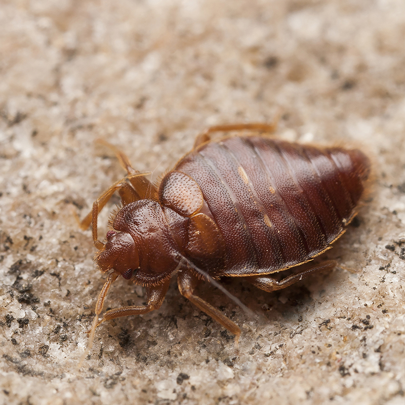 Extermination des punaises de lit à Joinville-le-Pont (94340) dans le Val de Marne et en Ile de France