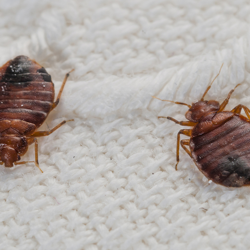 Extermination des punaises de lit à L'Haÿ-les-Roses (94240) dans le Val de Marne et en Ile de France